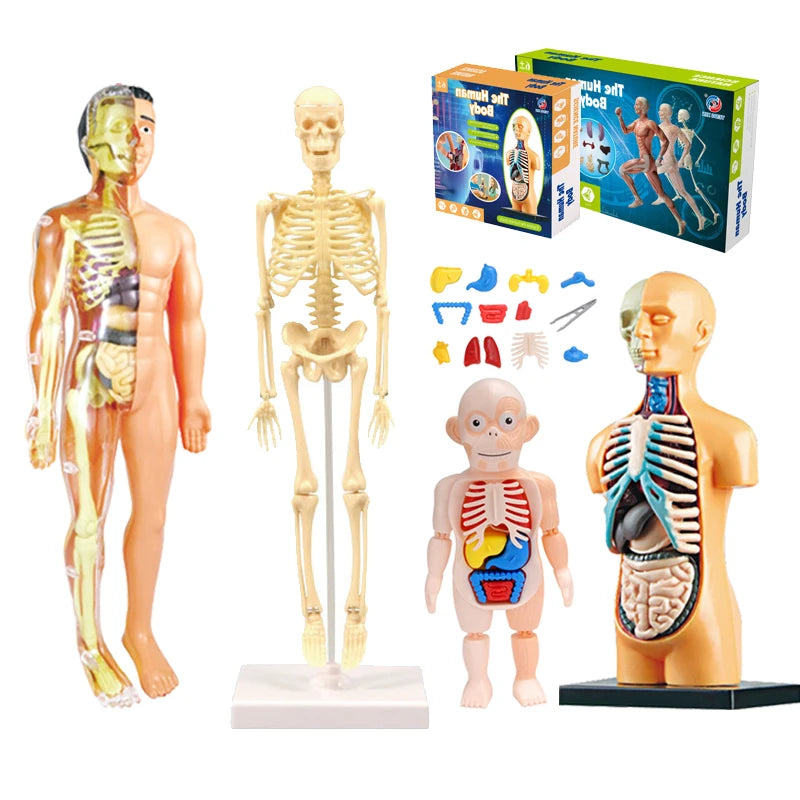 Modello Anatomico Didattico Torso Umano