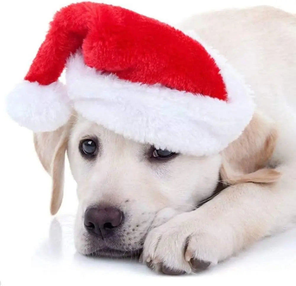 Cane con cappello Babbo Natale
