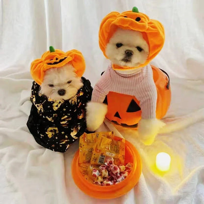Gatto con cappello zucca