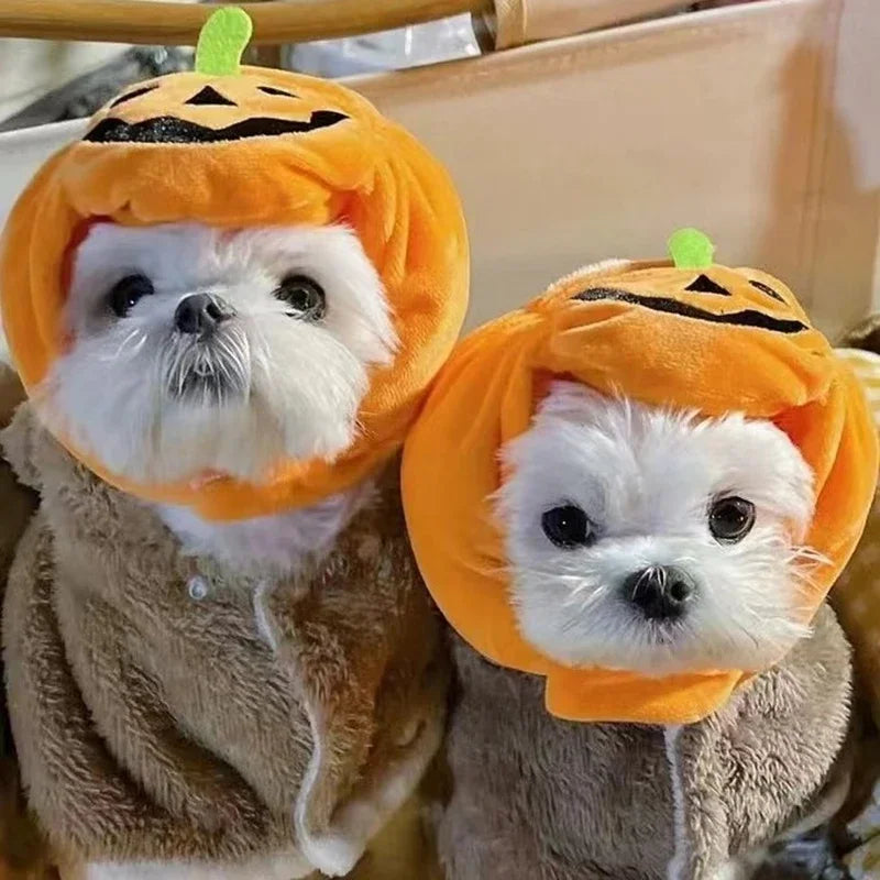 Cappellino a zucca per animali